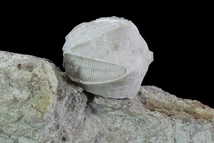Blastoid (Pentremites) Fossil - Illinois #92213